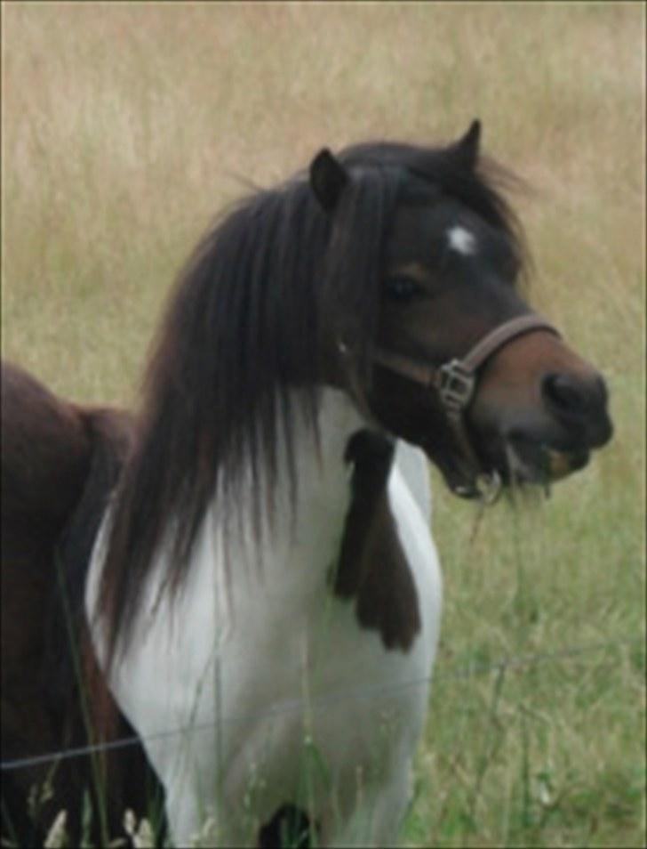 Shetlænder Østervangs Malte M. ***SOLGT*** billede 13