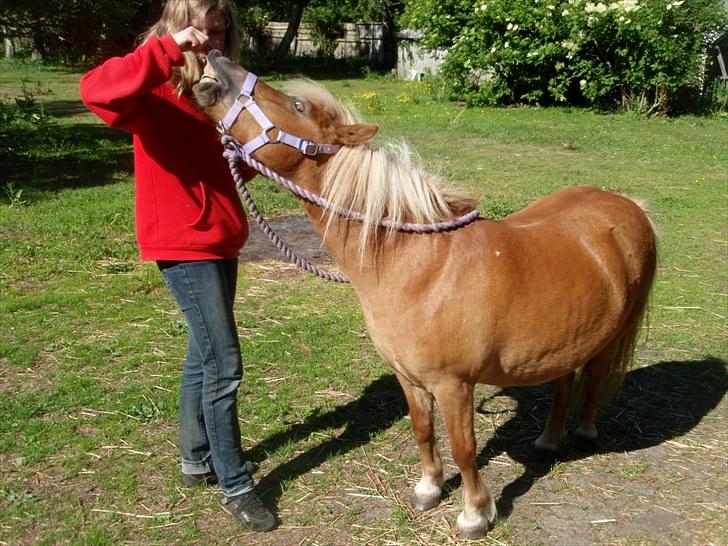 Shetlænder Donna - Klikkertræning. Vi øver ´Smil´. billede 19