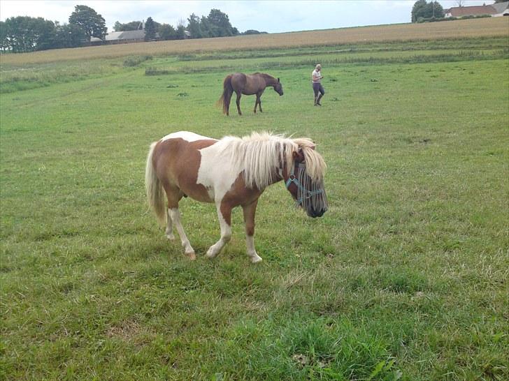 Miniature bølle fisen billede 6