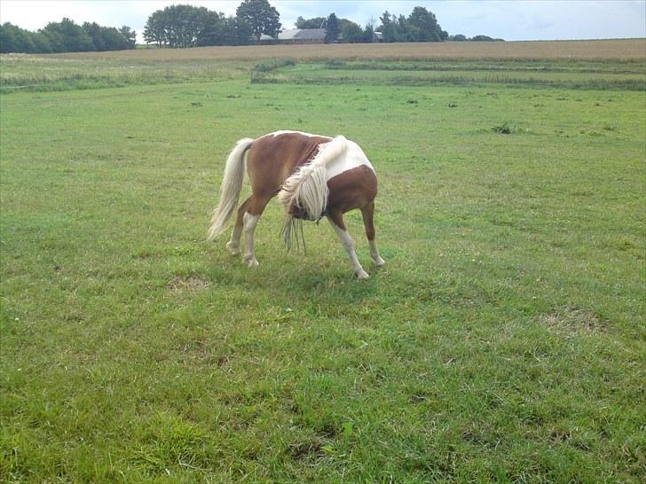 Miniature bølle fisen billede 7