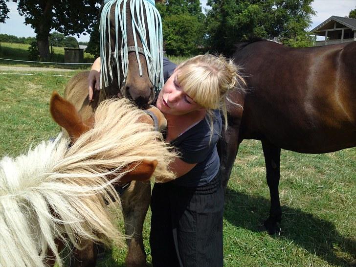 Miniature bølle fisen billede 9