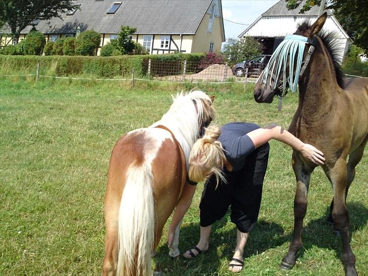 Miniature bølle fisen billede 10