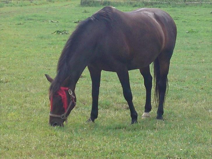 Anden særlig race farina billede 13