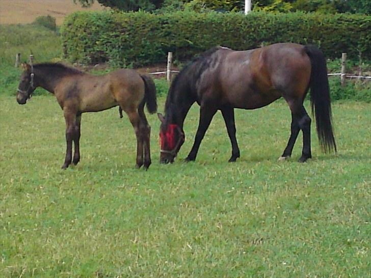 Anden særlig race farina - farina med hendes lille føl tinky winky billede 14
