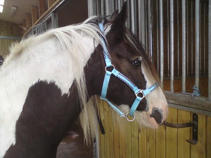 Irish Cob Blue Balue billede 1