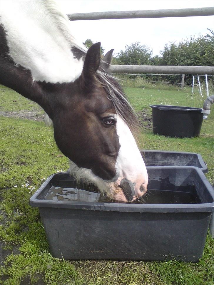 Irish Cob Blue Balue billede 2
