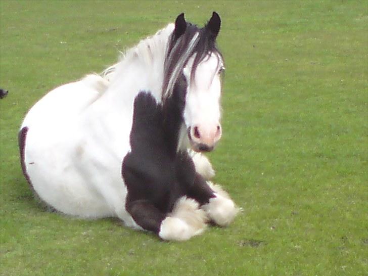 Irish Cob Blue Balue billede 3