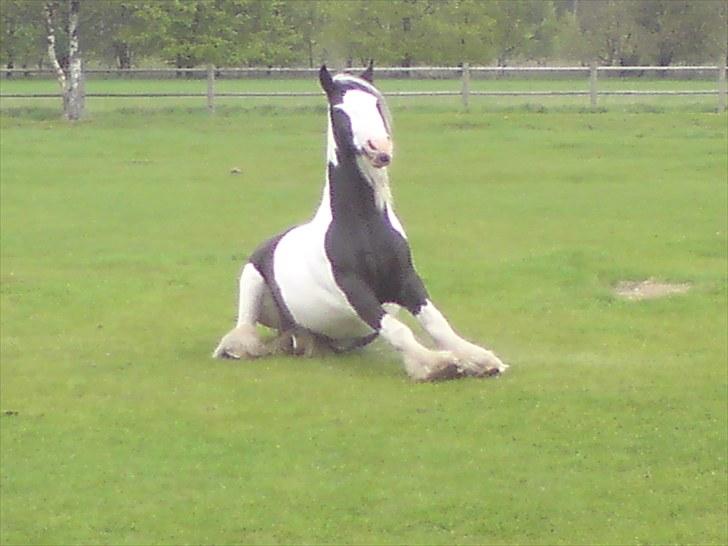 Irish Cob Blue Balue billede 4