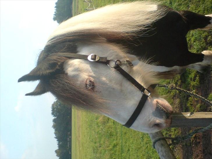 Irish Cob Blue Balue billede 5