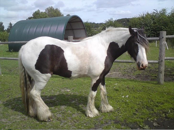 Irish Cob Blue Balue billede 6