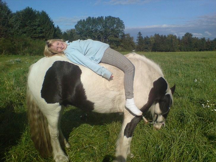 Irish Cob Blue Balue billede 7