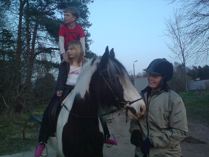 Irish Cob Blue Balue billede 8