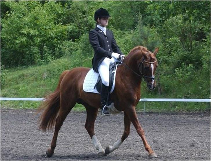 DSP Doran A-pony - B-stævne birgittelyst 2010 - 3 pl. i PRI og 4 pl. i PRT med 65,93%  billede 12