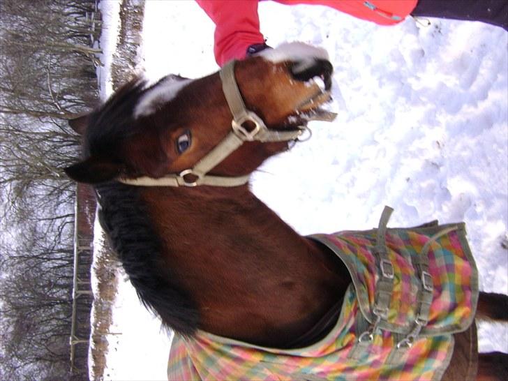 Anden særlig race amigo A-pony ¤solgt¤ - Vinter 2009/2010 billede 8