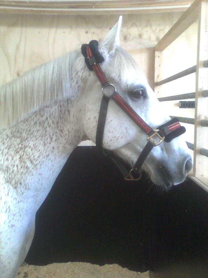 Anden særlig race Bob - Det allerførste billede jeg tog af Bob, dagen efter han kom hjem. . .  billede 10