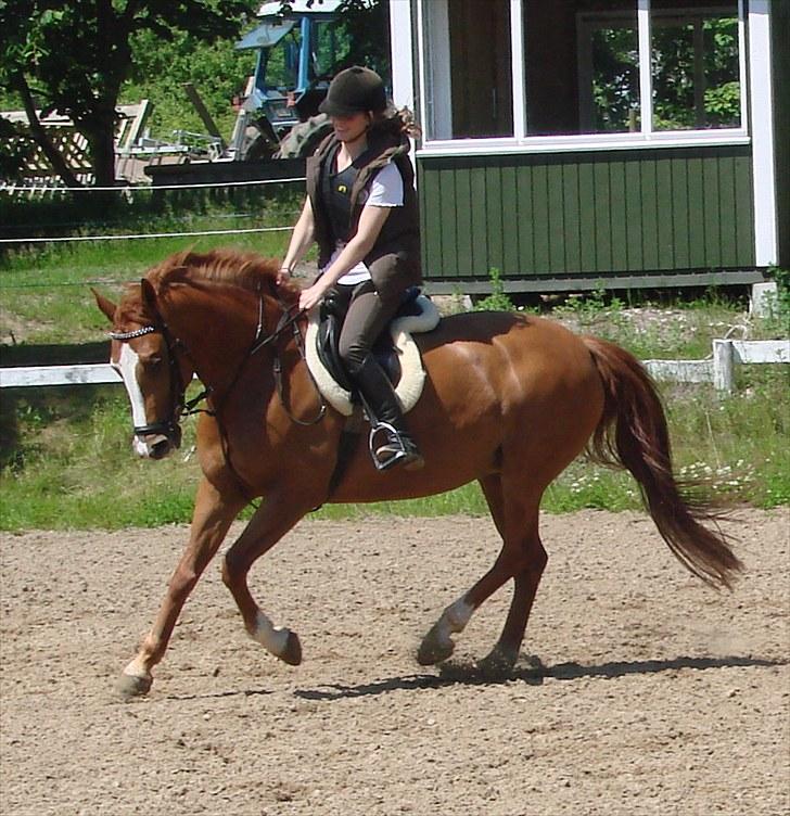 Anden særlig race Flying Shadow  SOLGT - Smukke Shadow! billede 1