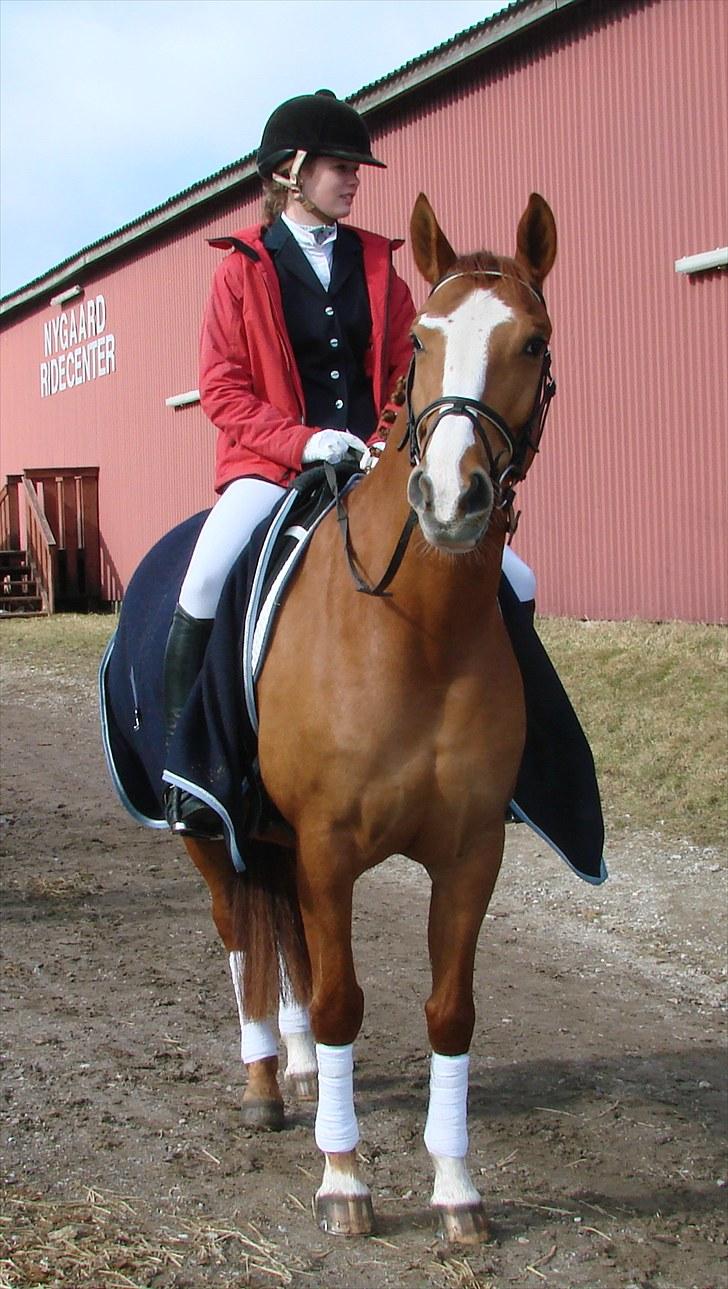 Anden særlig race Flying Shadow  SOLGT - Dressur ;P billede 4