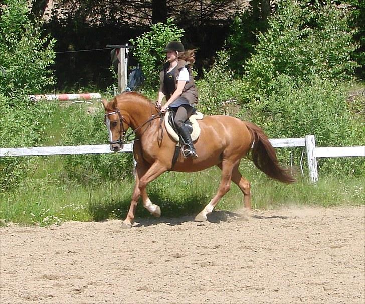 Anden særlig race Flying Shadow  SOLGT billede 5