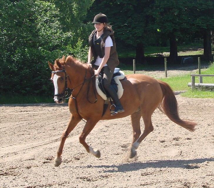 Anden særlig race Flying Shadow  SOLGT billede 6