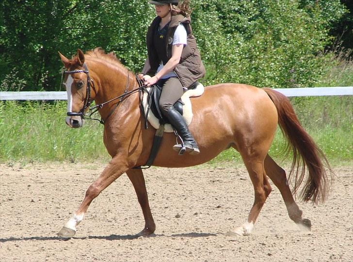 Anden særlig race Flying Shadow  SOLGT billede 8