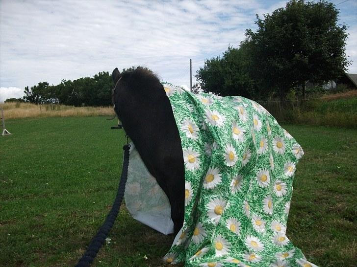 Shetlænder / Miniature Tulle - 11| Første gang nogensinde med platic! :b Bange? - Det er da for tøsedrenge!! :-D  Foto JGM 6/8 -10. billede 11