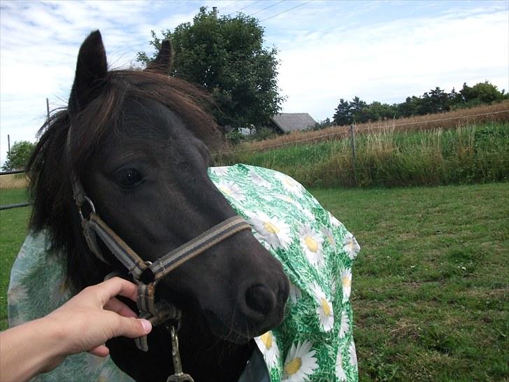 Shetlænder / Miniature Tulle - 12| Igen.. - Dyygtig pony! :-D  Foto: JGM 6/8 -10. billede 12