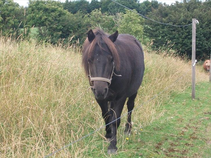 Shetlænder / Miniature Tulle - 13| You are sweet, you are kind, you are always on my mind!..  Foto: JGM 6/8 -10. billede 13