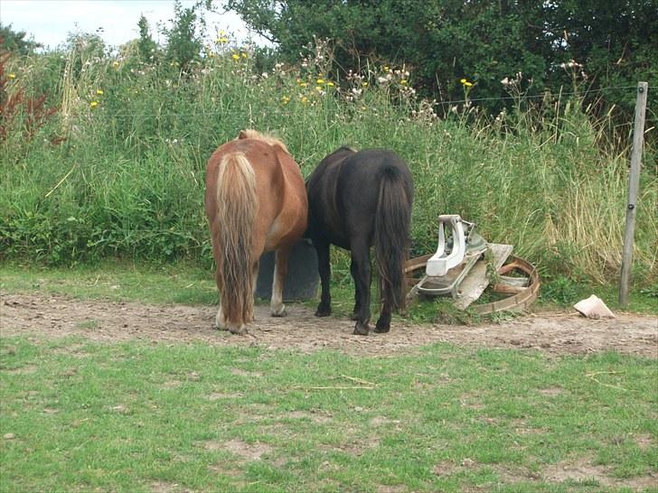 Shetlænder / Miniature Tulle - 14| Jeg har aldrig i mit liv set to dyr være så gode venner! Også selvom der er 20 år i mellem! :b<3  Foto: JGM 6/8 -10. billede 14