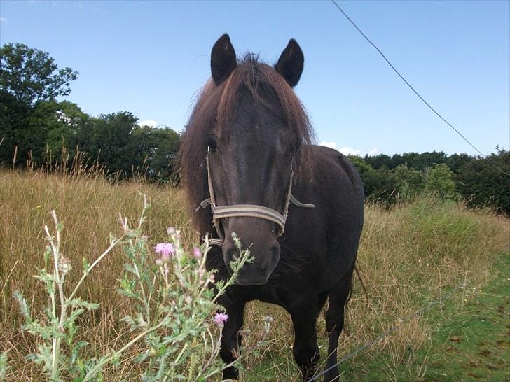 Shetlænder / Miniature Tulle - 15| Foto: JGM 6/8 -10. billede 15