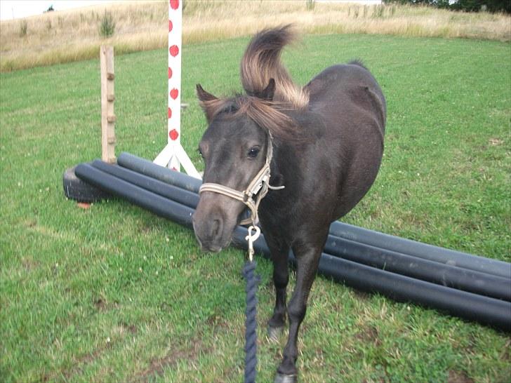 Shetlænder / Miniature Tulle - 16| En af de første gange hun "springer".. :-)  Foto: JGM 6/8 -10. billede 16