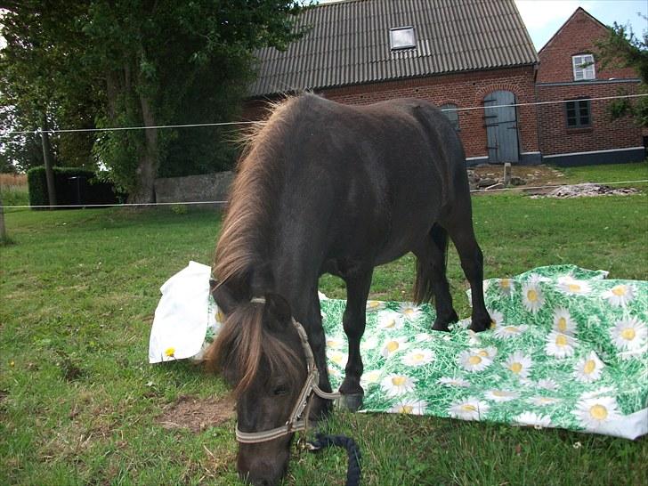 Shetlænder / Miniature Tulle - 17| Bange!? - Nææ.. :-D  Foto: JGM 6/8 -10. billede 17