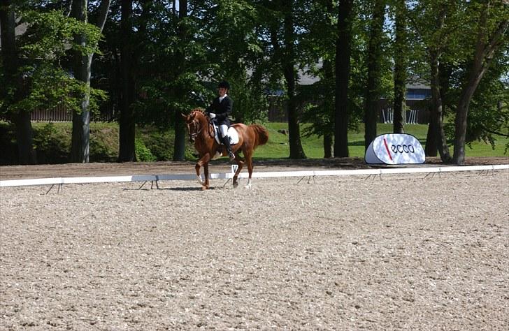 DSP Doran A-pony - B-stævne Broholm billede 13