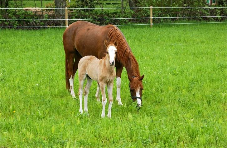 DSP Hemstoks Charmeur billede 7