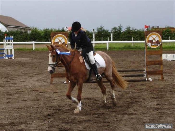 New Forest Rasmus           AFLIVET - hans sidste springstævne 31 ÅR GAMMEL!!! billede 18