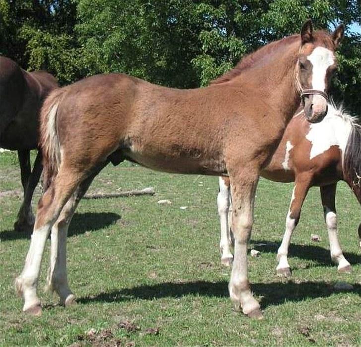 Welsh Cob (sec D) Hvedholms Andrew - 6 aug 10 billede 9