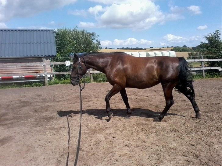 Anden særlig race Celia billede 8