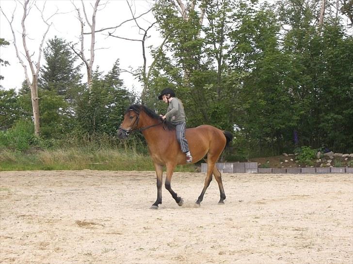 Anden særlig race Elvis(solgt) billede 11