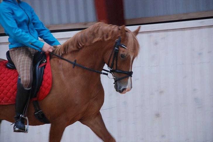 New Forest Odbjergs Baloo - 5 gang jeg rider ham. Træning D. 6/8 billede 4