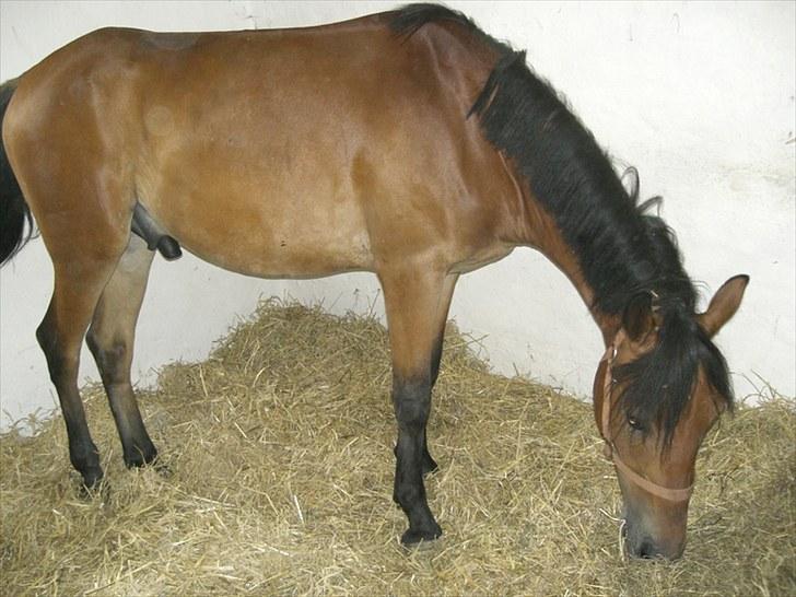 Anden særlig race Elvis(solgt) billede 12