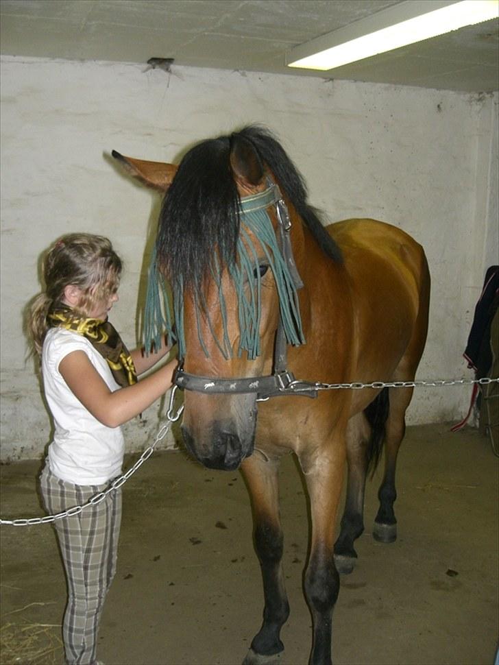 Anden særlig race Elvis(solgt) billede 13