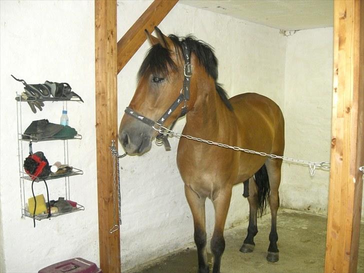 Anden særlig race Elvis(solgt) billede 14