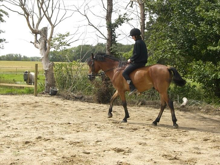 Anden særlig race Elvis(solgt) billede 15