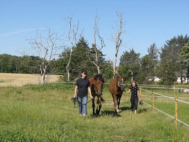 Anden særlig race Elvis(solgt) billede 16