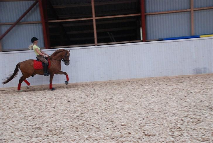 New Forest Odbjergs Baloo - en lille øgening billede 11