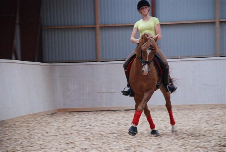 New Forest Odbjergs Baloo - elsker den pony  billede 14