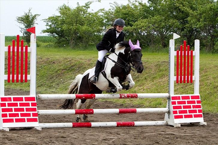 Welsh Pony (sec B) Carola *Min Bedste Ven* - SYK:D billede 6