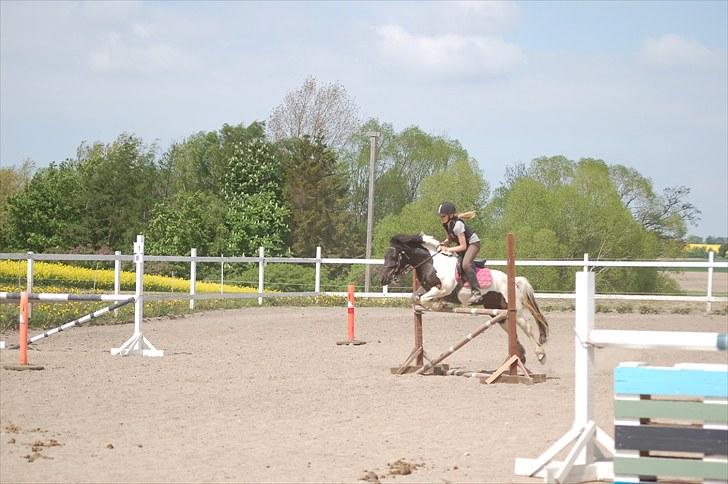 Welsh Pony (sec B) Carola *Min Bedste Ven* - Syge pony (; 100-110 meter bane :D billede 13