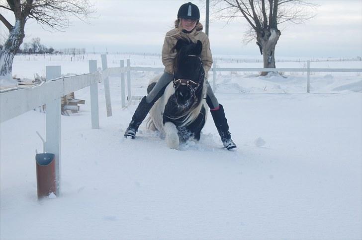 Welsh Pony (sec B) Carola *Min Bedste Ven* - snepony :D billede 14