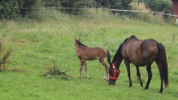 Fuldblod (XX) Gucci  SOLGT billede 1