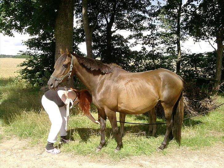 Fuldblod (XX) Gucci  SOLGT billede 2